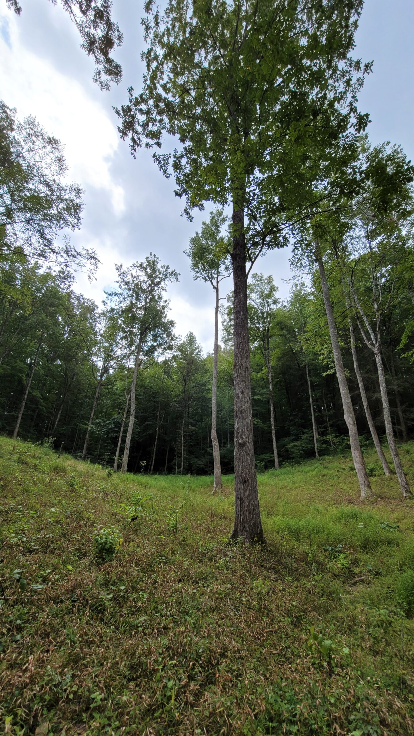 5.7 Acres Mountain Paradise Cumberland County Monterey TN – Cleared and ready to build your dream home